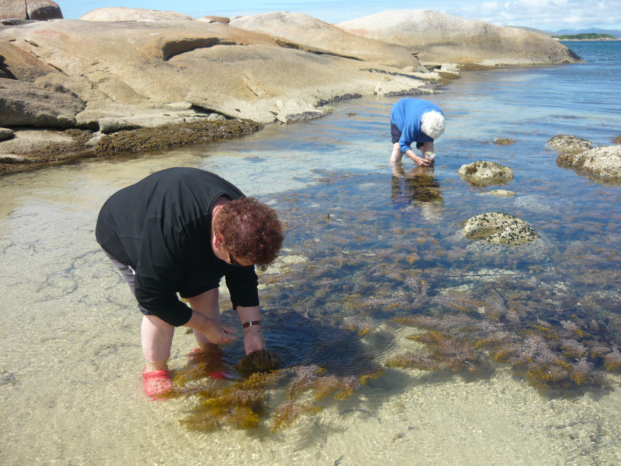 Two women are bent into the shallow ocean collecting shells.