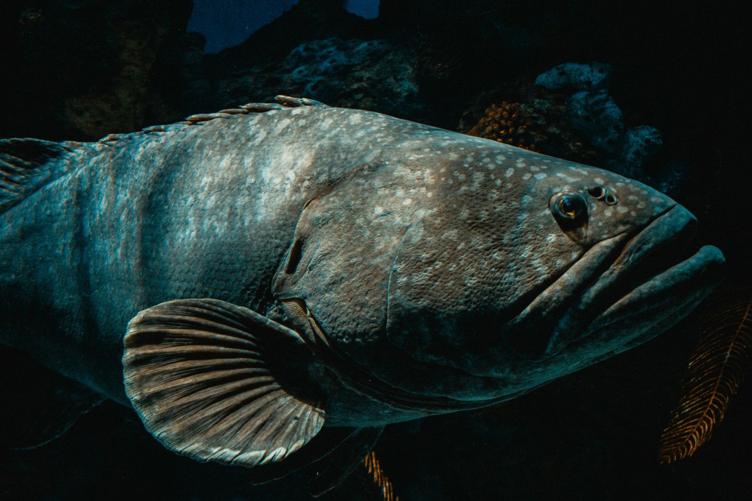 A photo of a large fish.