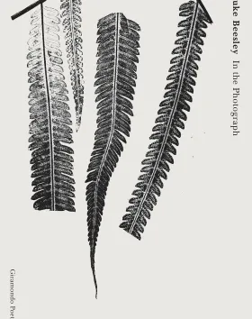 'In the Photograph', Luke Beesley