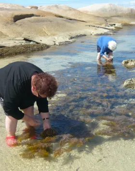 Two women are bent into the shallow ocean collecting shells.