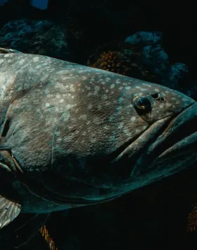 A photo of a fish.