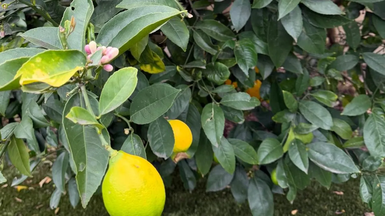 A ripe lemon hanging from a leafy lemon tree, with a cluster of pink blossom buds above it and a second lemon among the glossy green leaves.
